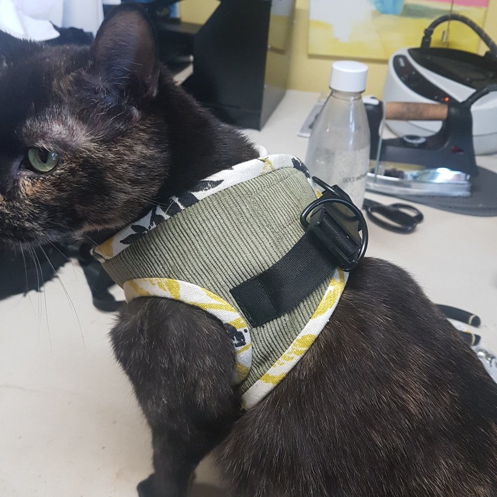 medium walking cat coat